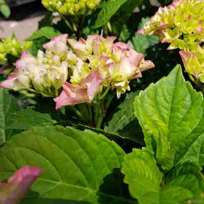 Hydrangea Macrophylla Saxon Moritzburg Hortensja Ogrodowa Kaczergis