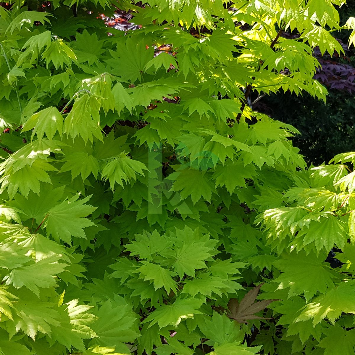 Acer palmatum (Klon palmowy)