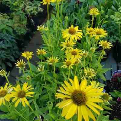 Echinacea `Cleopatra` (Jeżówka) | Kaczergis