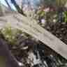 Magnolia loebneri `Merrill` (Magnolia Loebnera)