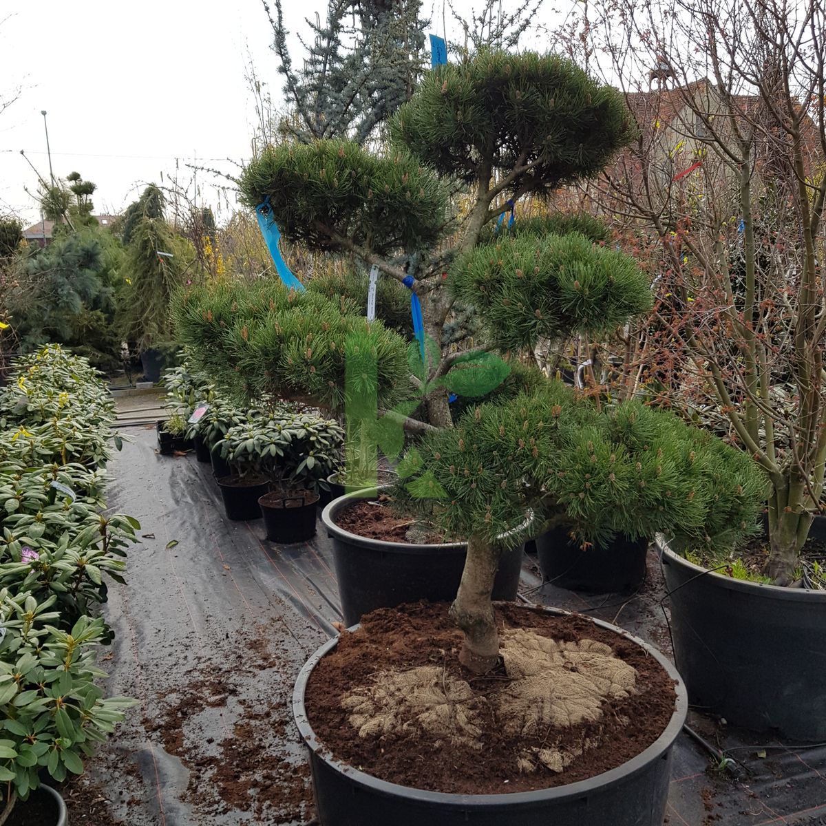 Pinus mugo `Bonsai` (Sosna górska)